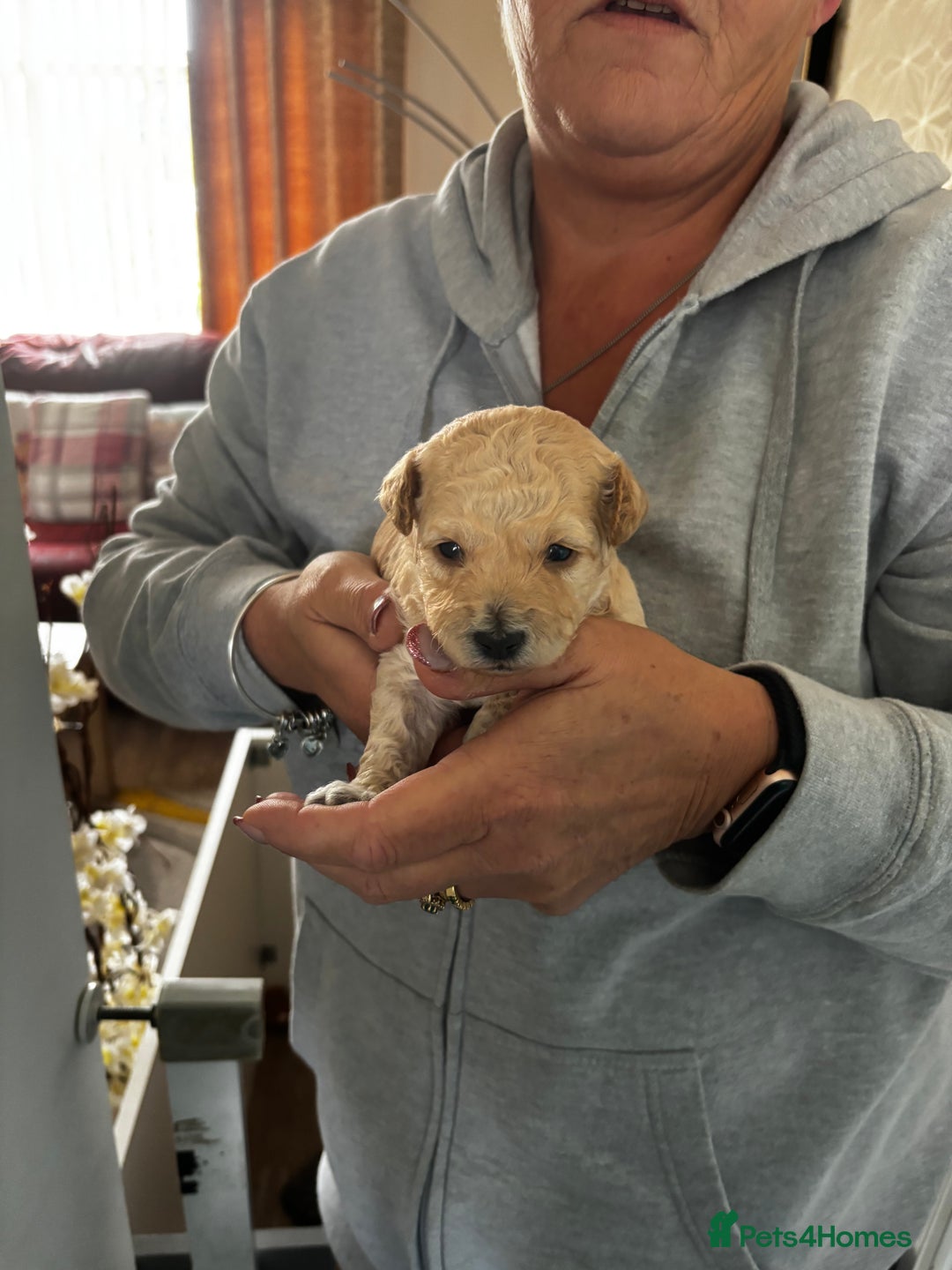 Poochon dogs for sale: Poochon Puppies - Image 3