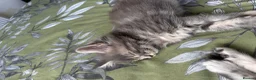 Maine Coon cats for sale: Gorgeous kittens ready soon - Advert 16
