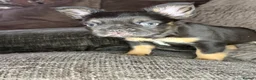 French Bulldog dogs for sale: Fluffy French Bulldog Puppies  - Advert 7