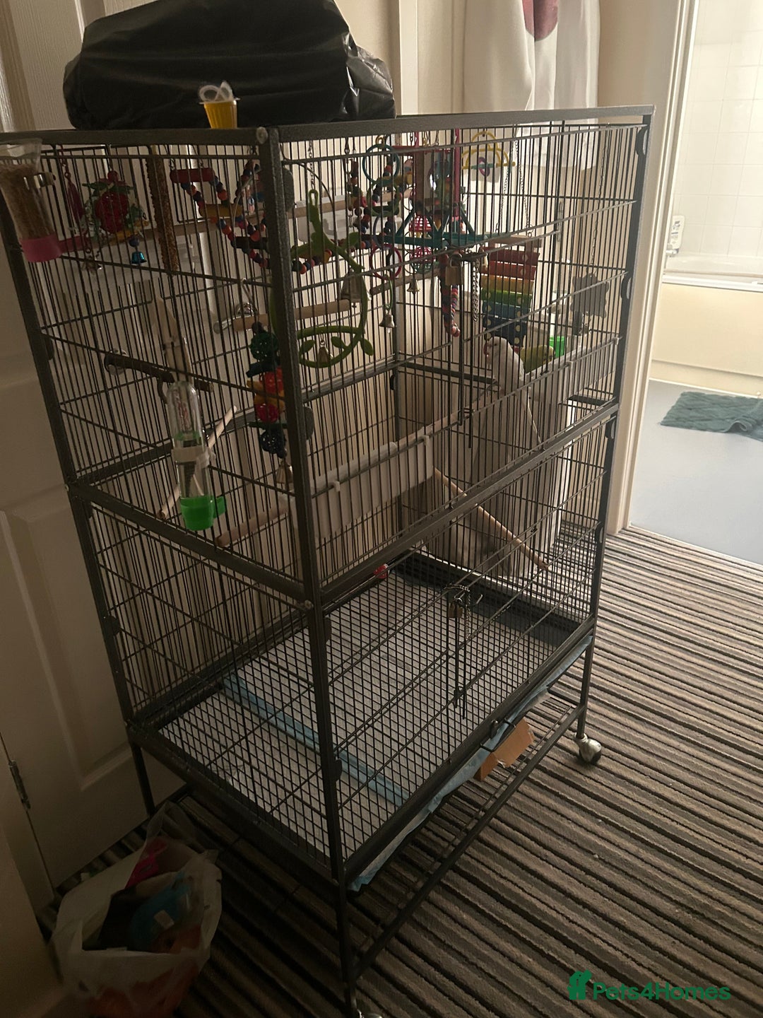 Budgerigars birds for sale: Budgies and set up  - Image 4