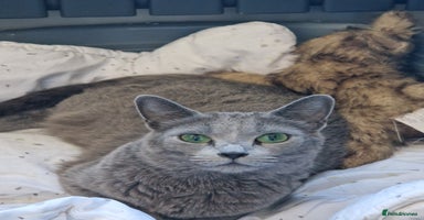 Russian Blue cats - Advert 3
