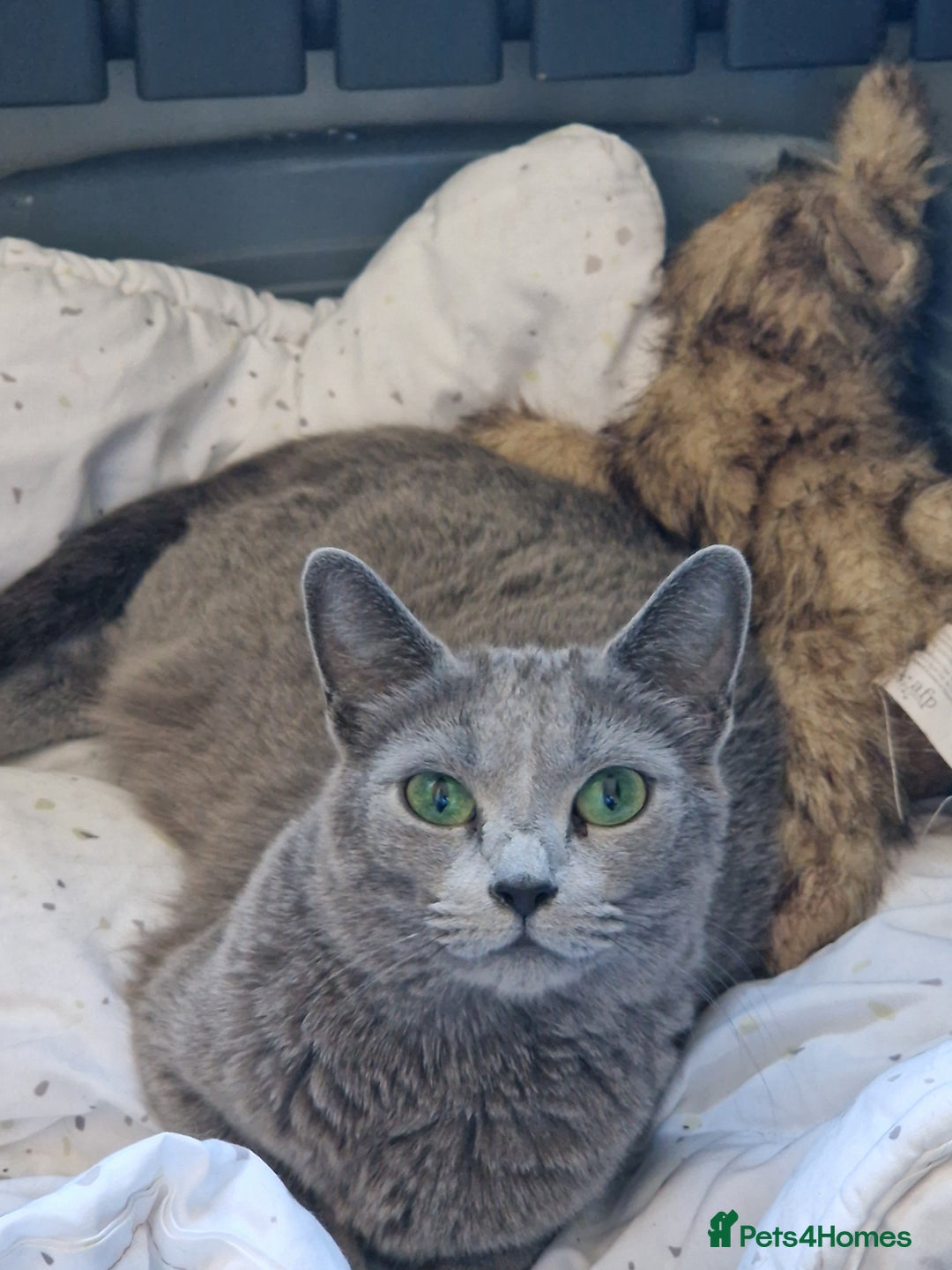 Russian Blue cats for sale: Pedigree Russian blue kittens  - Image 3