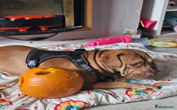 Mixed Breed dogs for sale: Medium size dog  - Image 3