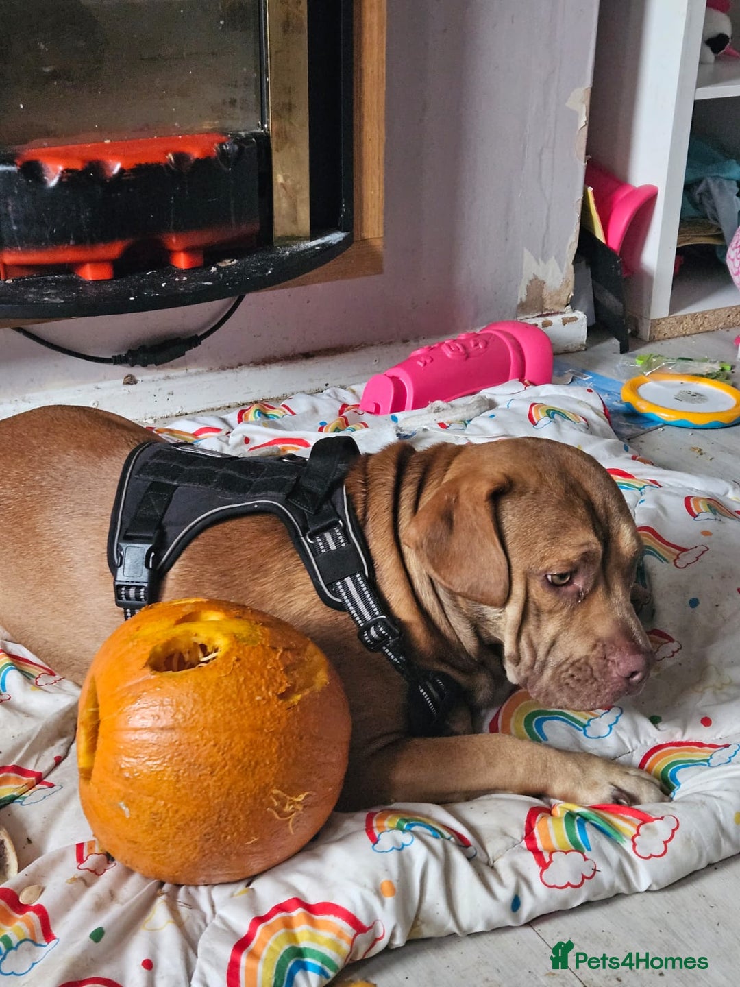 Mixed Breed dogs for sale: Medium size dog  - Image 3