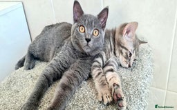British Shorthair cats for sale: Beautiful Blue British, Lilac, Color point, Tabby  - Image 20