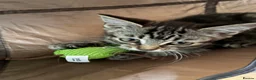 Mixed Breed cats for sale:  Kittens - Advert 22