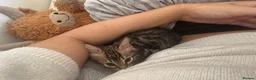 Bengal cats for sale: FULL CASHMERE FEMALE  - Advert 13