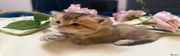 British Shorthair cats for sale: Beautiful British Shorthair Kittens  - Advert 10