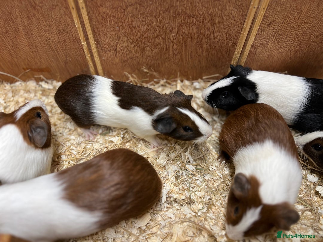 Guinea Pig rodents for sale: Bonded boars/boys - Image 5
