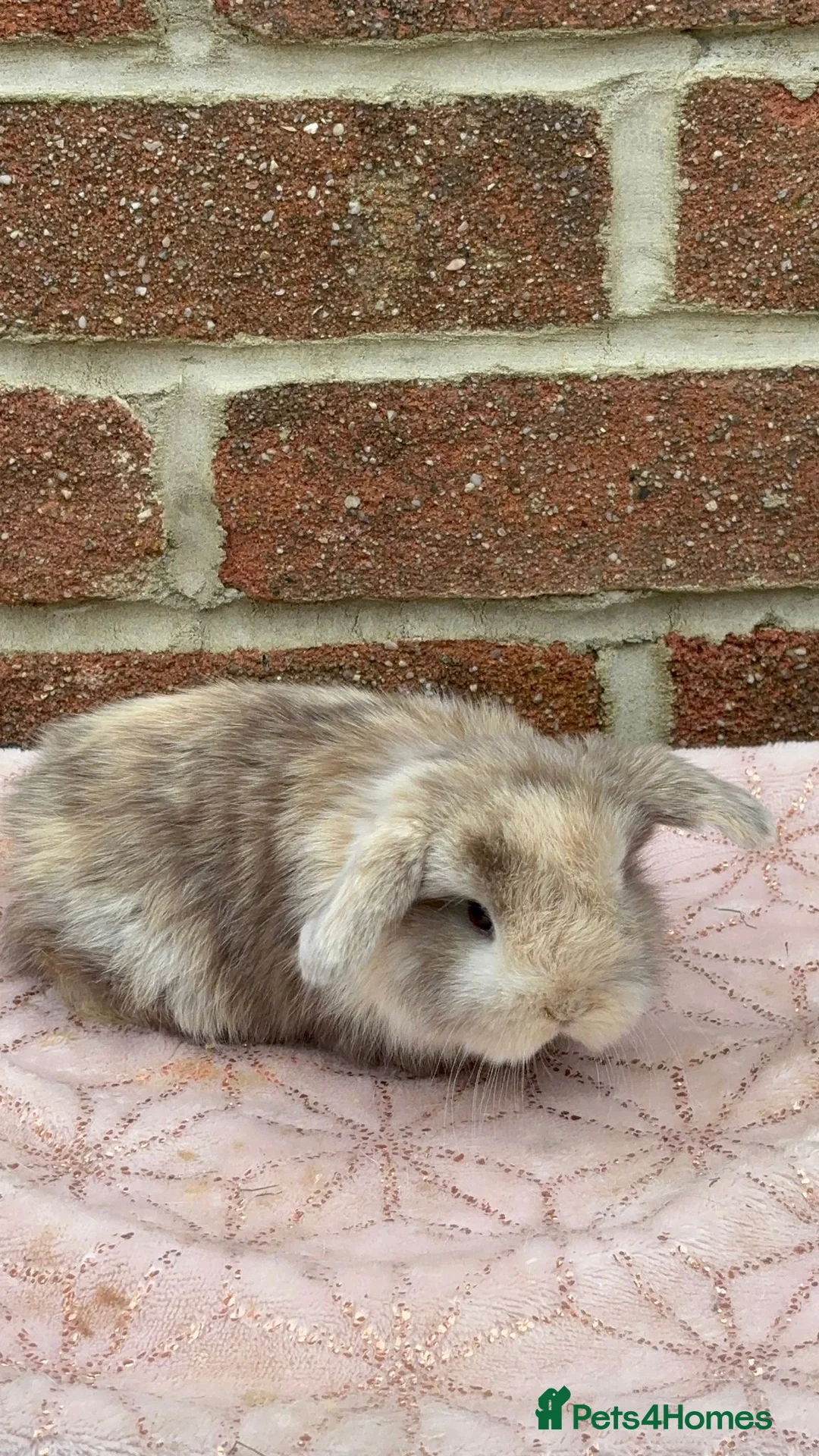 Mini Lop rabbits for sale: MINI LOPS in Bournemouth - Advert 2