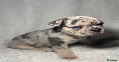 French Bulldog dogs Boy 1 - Advert 4