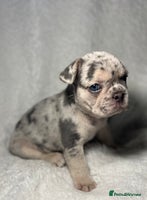 French Bulldog dogs Boy 1 - Advert 4