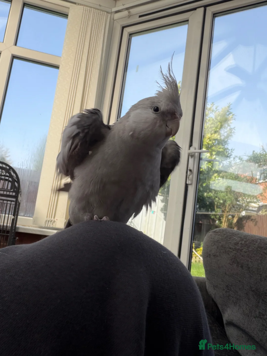 Cockatiels birds for sale: Tame cockatiels for sale in Nottingham - Advert 2