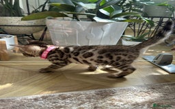 Bengal cats for sale: ❤️ Gorgeous Pure Bengal Kittens Available ❤️ - Image 10
