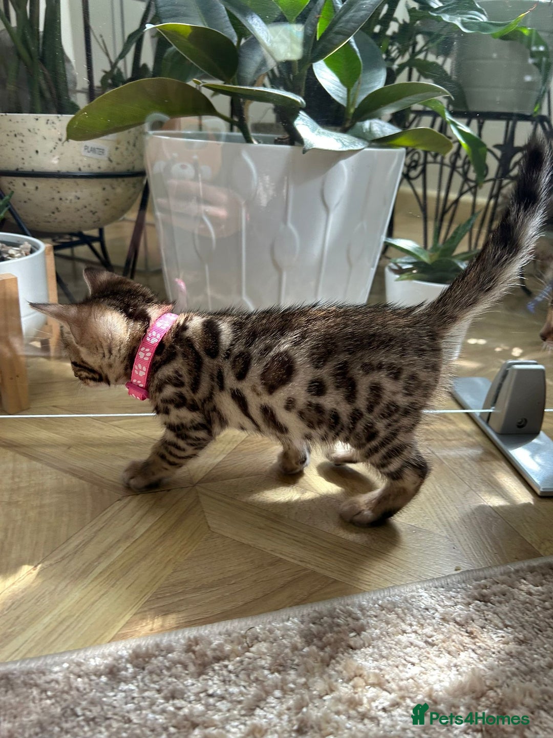 Bengal cats for sale: ❤️ Gorgeous Pure Bengal Kittens Available ❤️ - Image 10