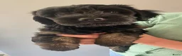 Mixed Breed dogs for sale: Portuguese sheepdog cross puppies - Advert 16