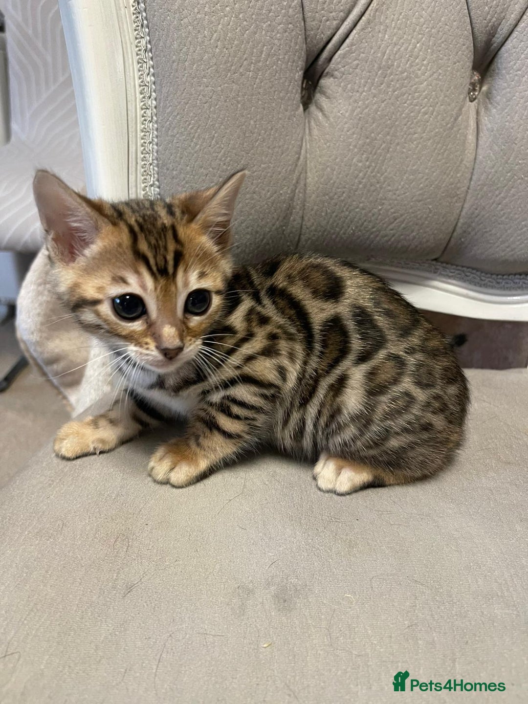 Bengal cats for sale: 5 Outstanding bengal kittens ready for a family  - Advert 5