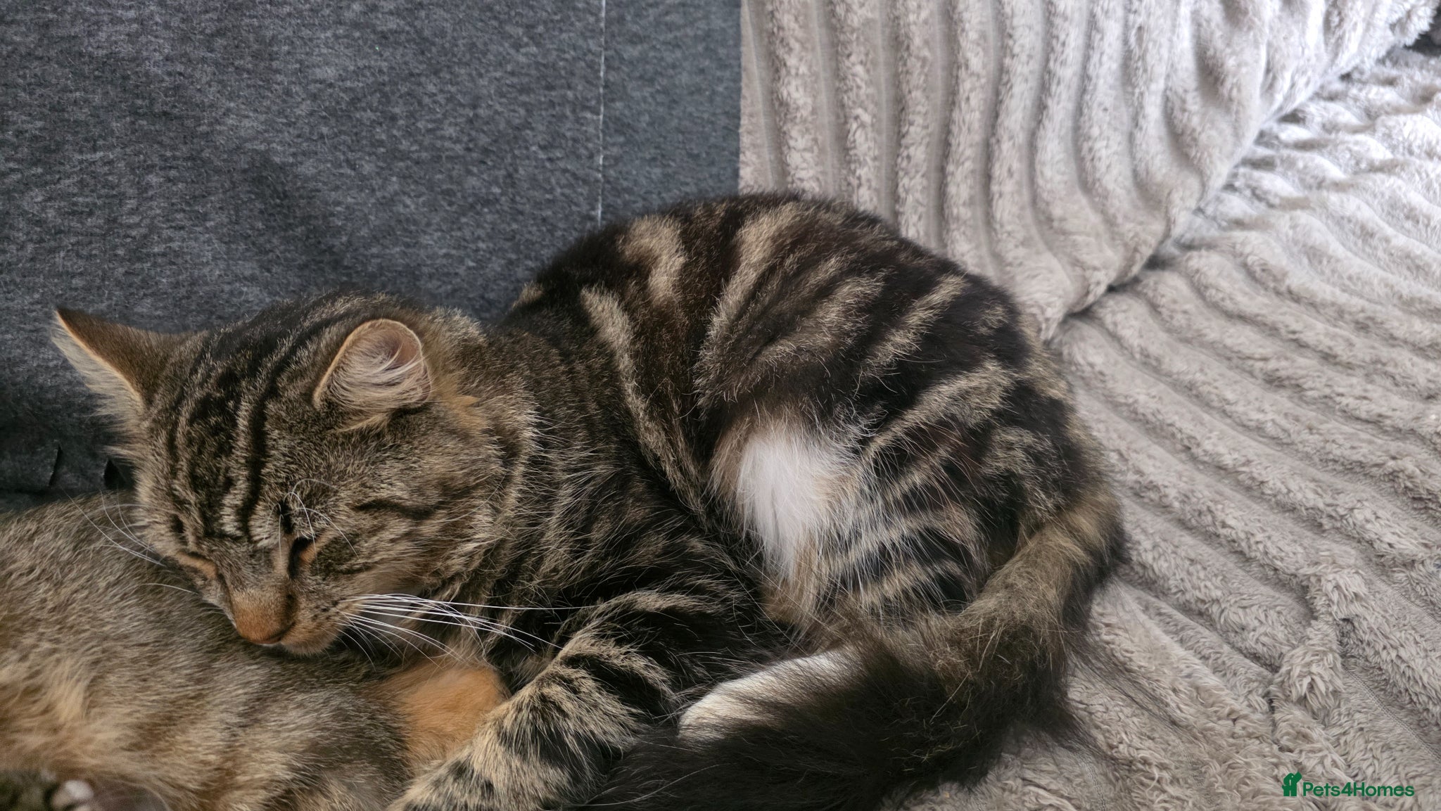 Mixed Breed cats Two cats looking for home - Advert 1