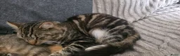 Mixed Breed cats for sale: Two cats looking for home - Advert 1