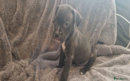 Mixed Breed dogs for sale: Ready to go  - Image 4
