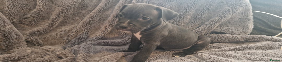 Mixed Breed Puppy 3
