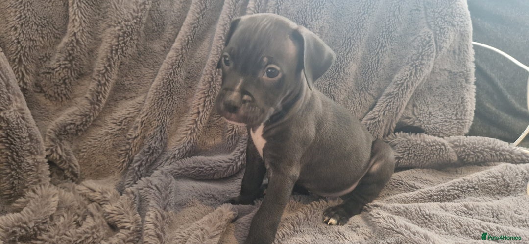 Mixed Breed dogs for sale: Ready to go  - Image 4