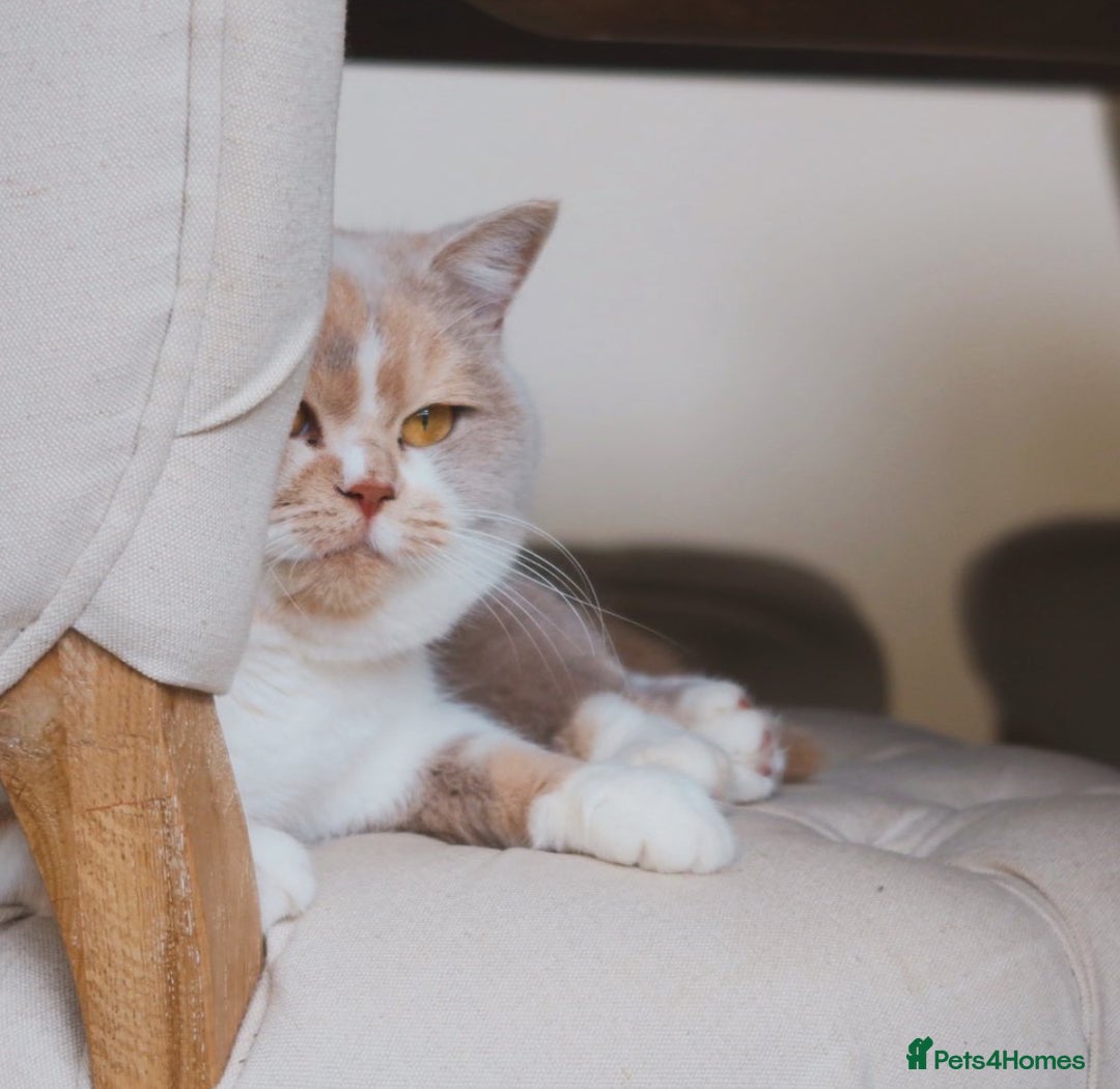 British Shorthair cats for sale: British Shorthair Kittens - Reg & Licensed  - Advert 6