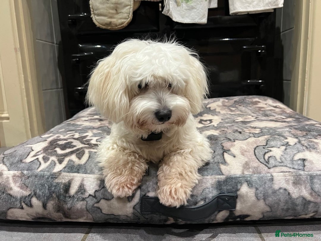 Coton De Tulear dogs for sale: 9 Month Female Thoroughbred Coton De Tuleur  - Advert 1