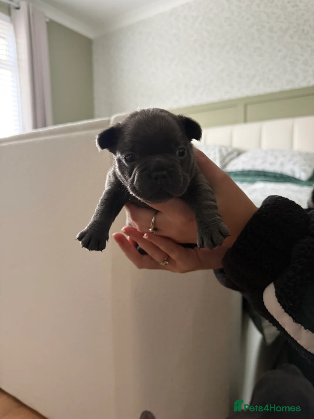 French Bulldog dogs for sale: French bulldog puppies for sale to good homes - Advert 5