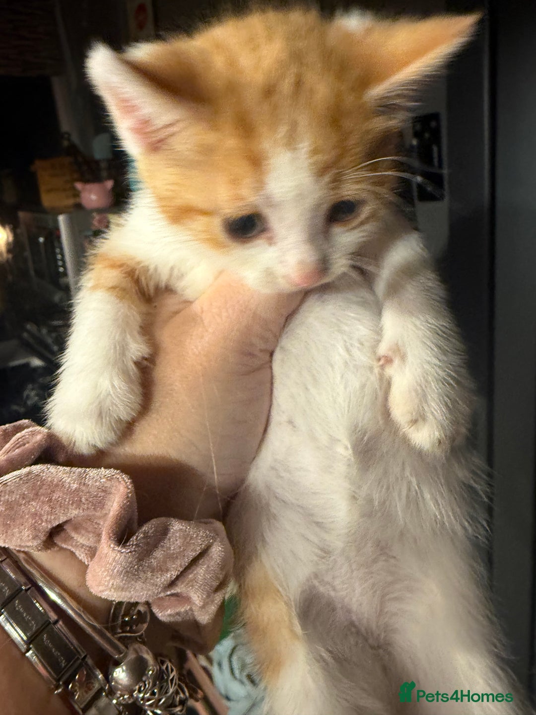 British Shorthair cats for sale: 2 girls +1 boy kitten ready to leave straight away - Image 3