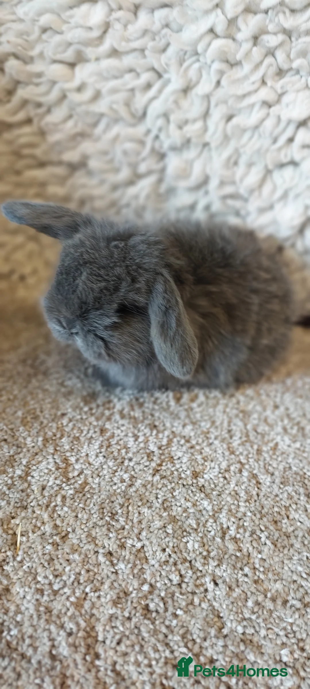 Mini Lop rabbits for sale: Minilop babys ready to reserve  - Advert 15