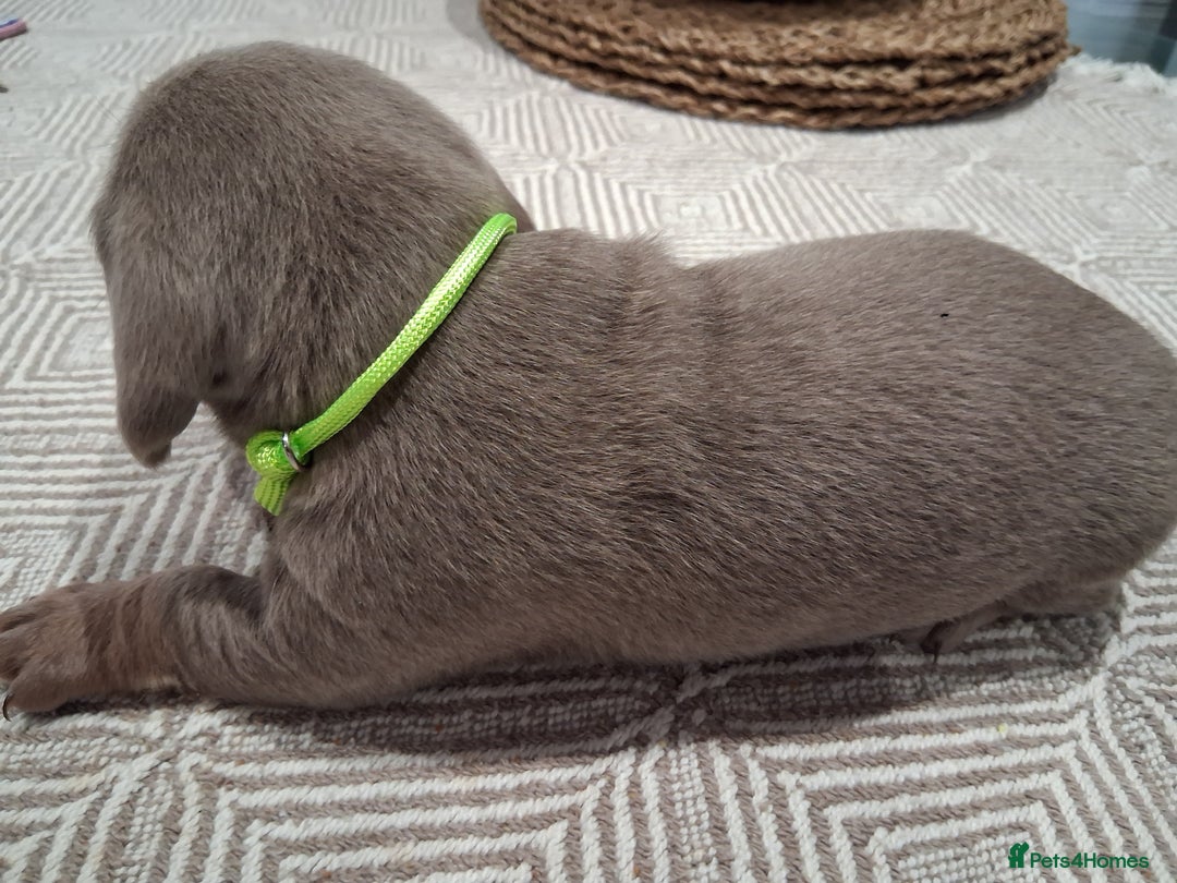 Miniature Dachshund dogs for sale: Miniture dachhund - Advert 8