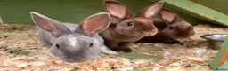 Rex rabbits for sale: 3 beautiful Rex males - Advert 6