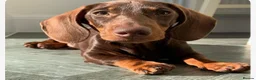 Dachshund dogs for sale: Miniature dachshund puppies in Witney - Advert 3
