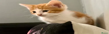 Kitten 1