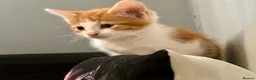 British Shorthair cats for sale: Two adorable Ginger kittens - Advert 3