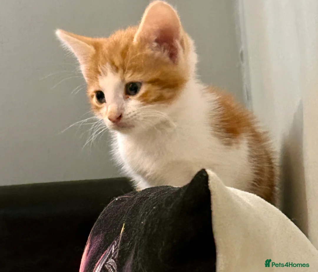British Shorthair cats for sale: Two adorable Ginger kittens - Advert 3