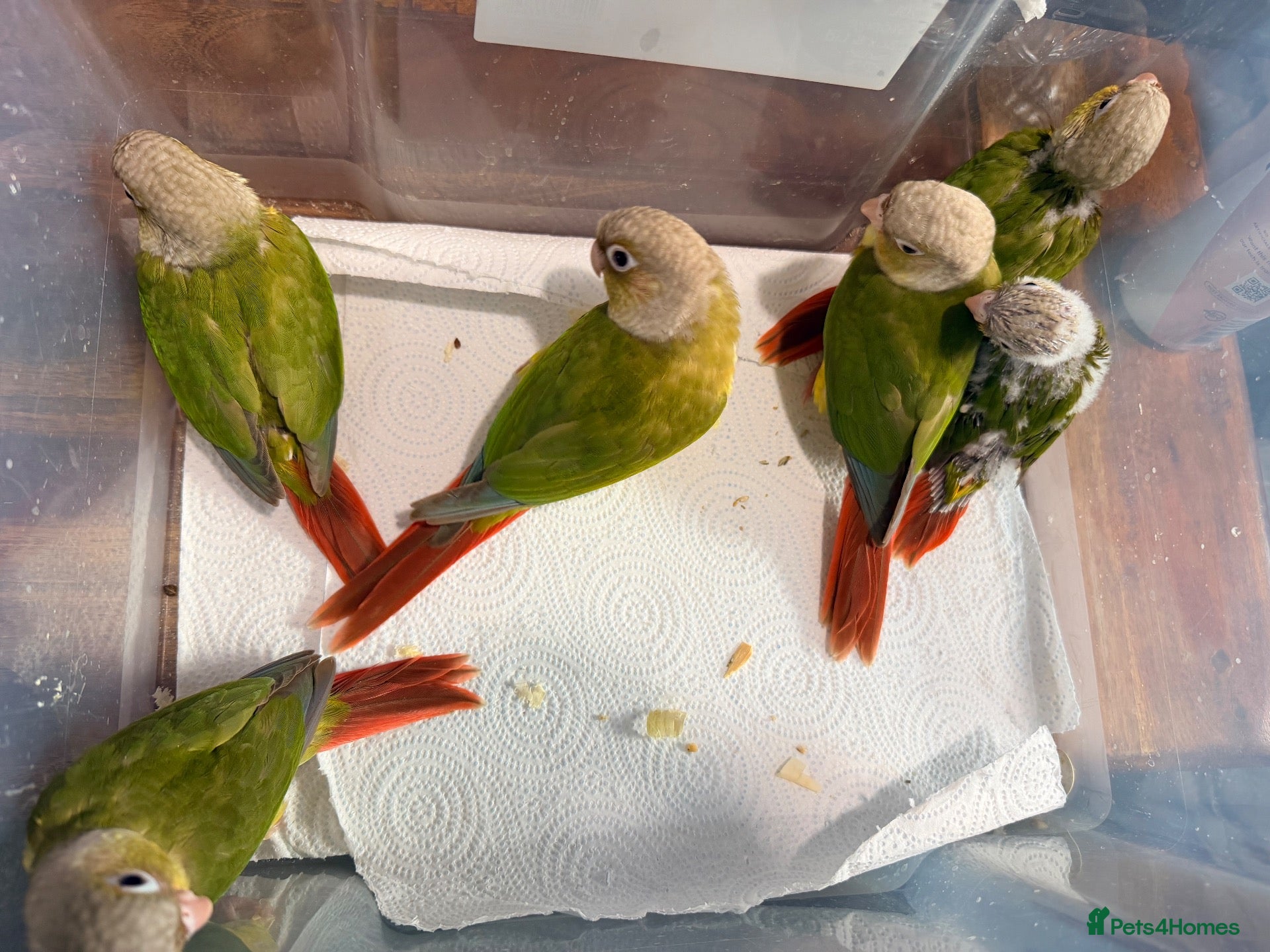 Conures birds Five Beautiful Pineapple Green-Cheek Conure Babies - Advert 1