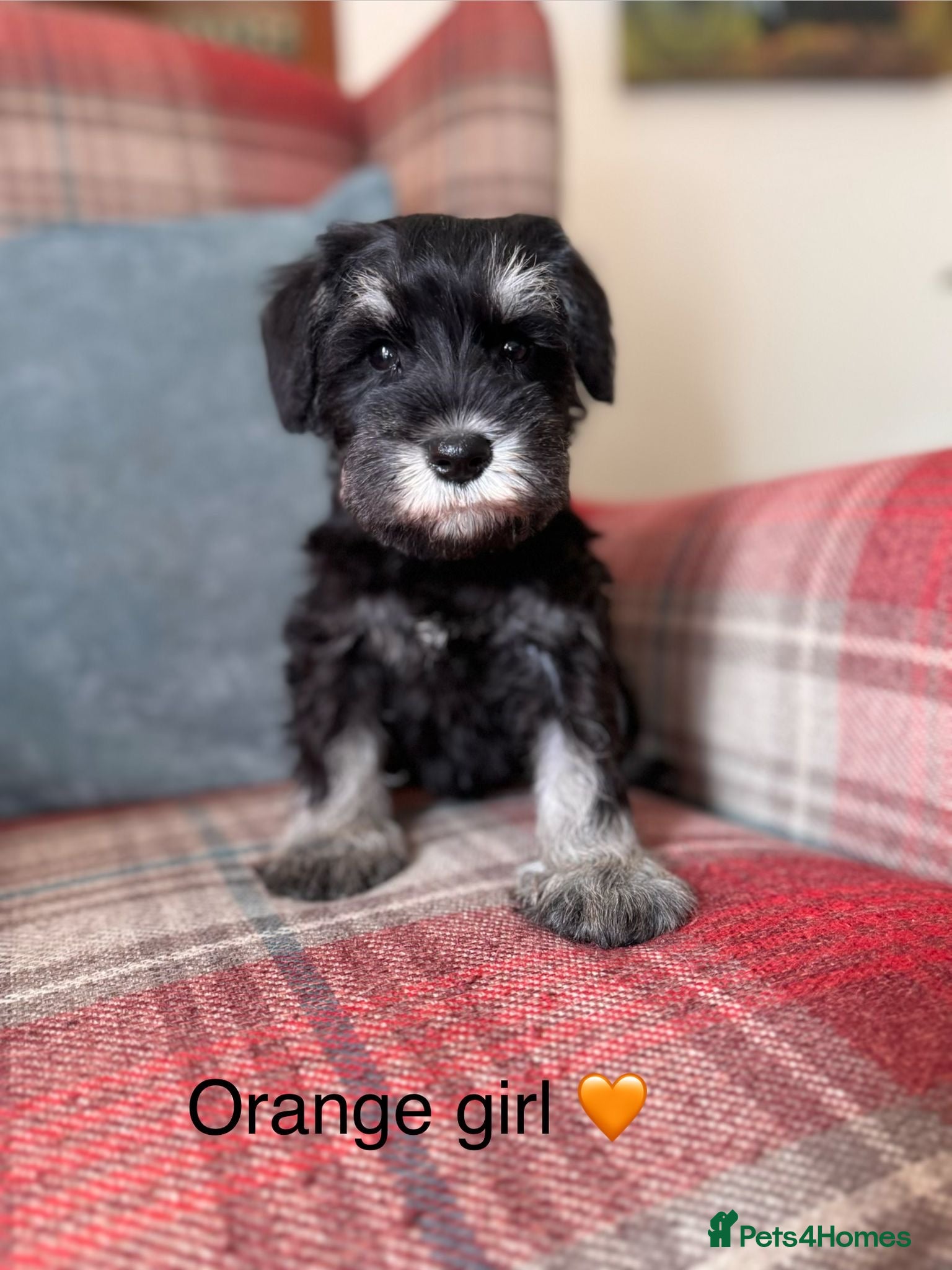 Miniature Schnauzer dogs KC Registered, Health Tested Puppies available  - Advert 1