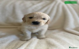 Golden Retriever dogs for sale: Fluffy Cream & Gold Golden Retriever Puppies - Image 26