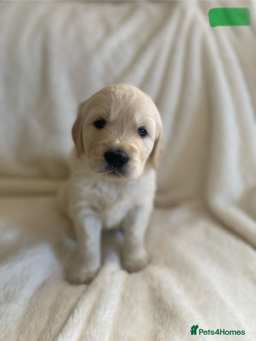 Golden Retriever dogs for sale: Fluffy Cream & Gold Golden Retriever Puppies - Image 26