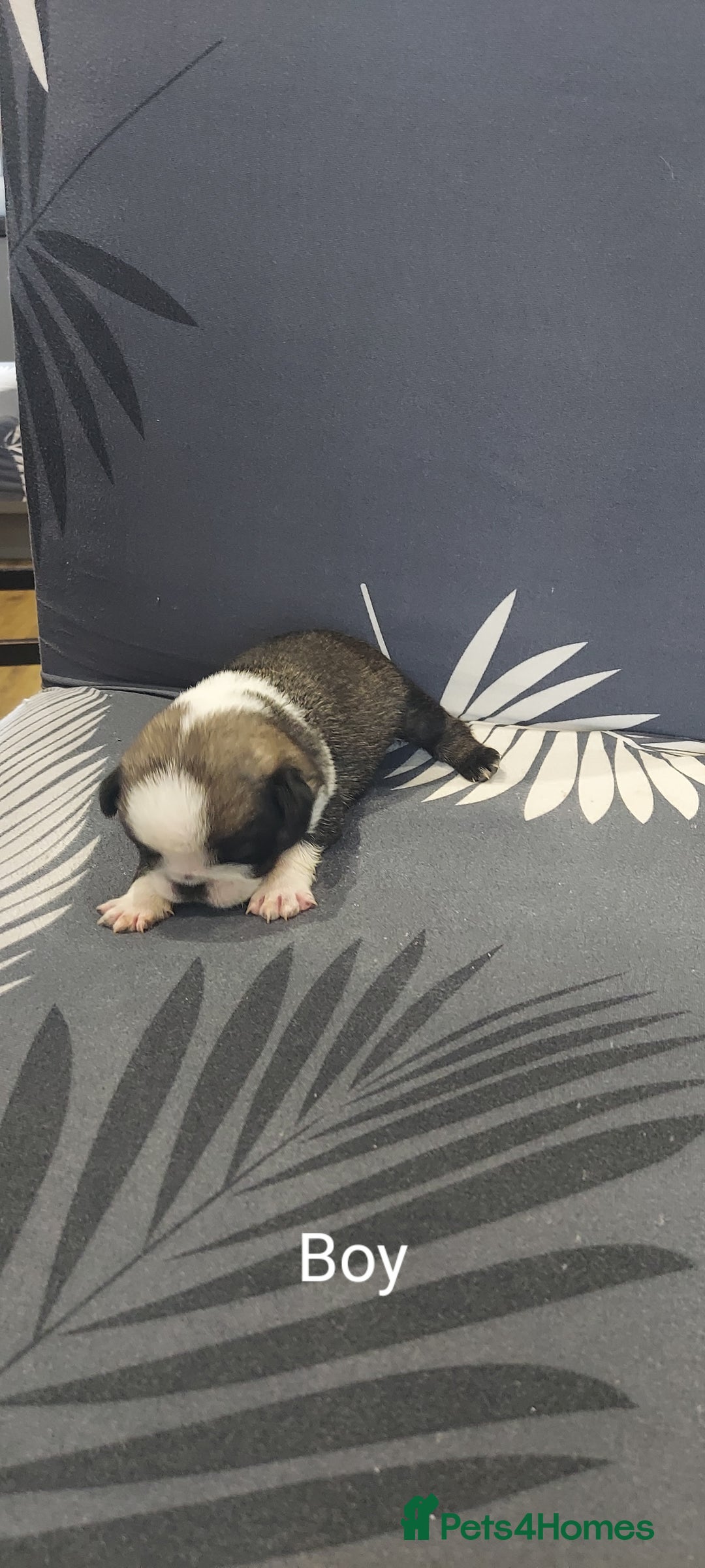 Pug dogs for sale: Pug puppies for sale  - Image 7