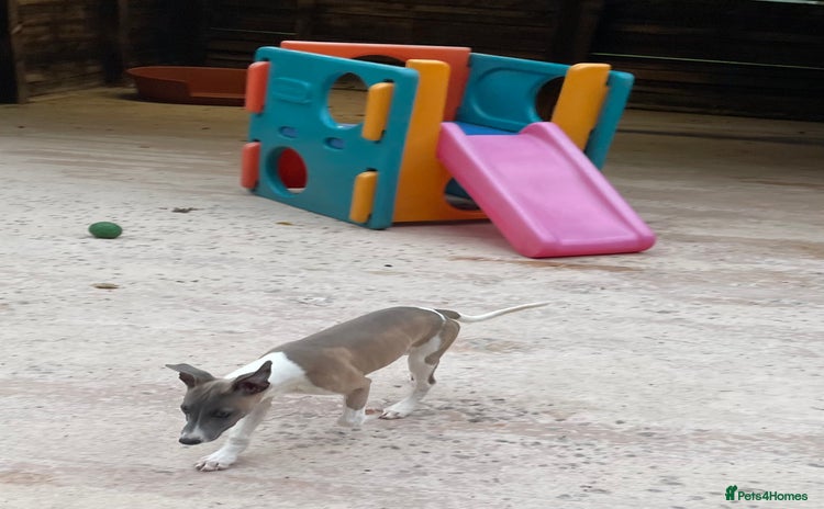 Whippet dogs - Advert 1