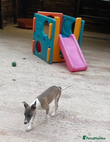 Whippet dogs - Advert 1