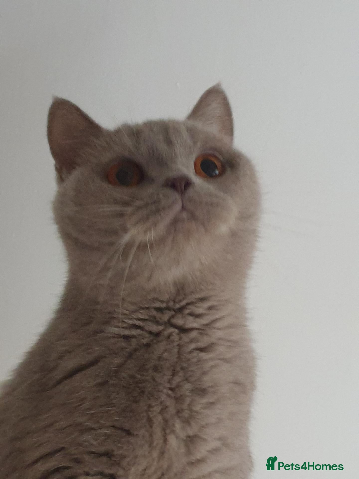 British Shorthair cats BSH cat - Advert 2