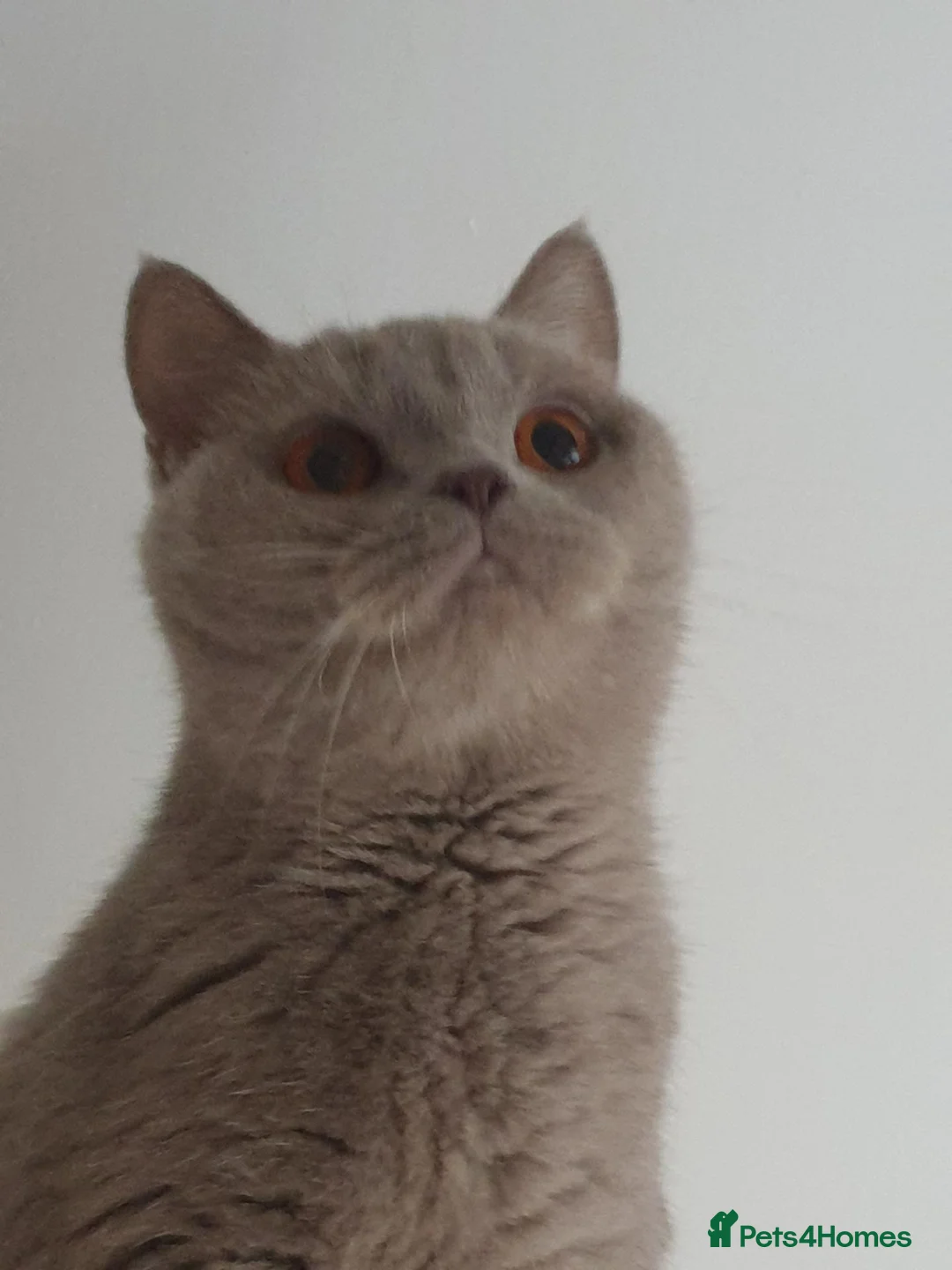 British Shorthair cats for sale: BSH cat - Advert 1