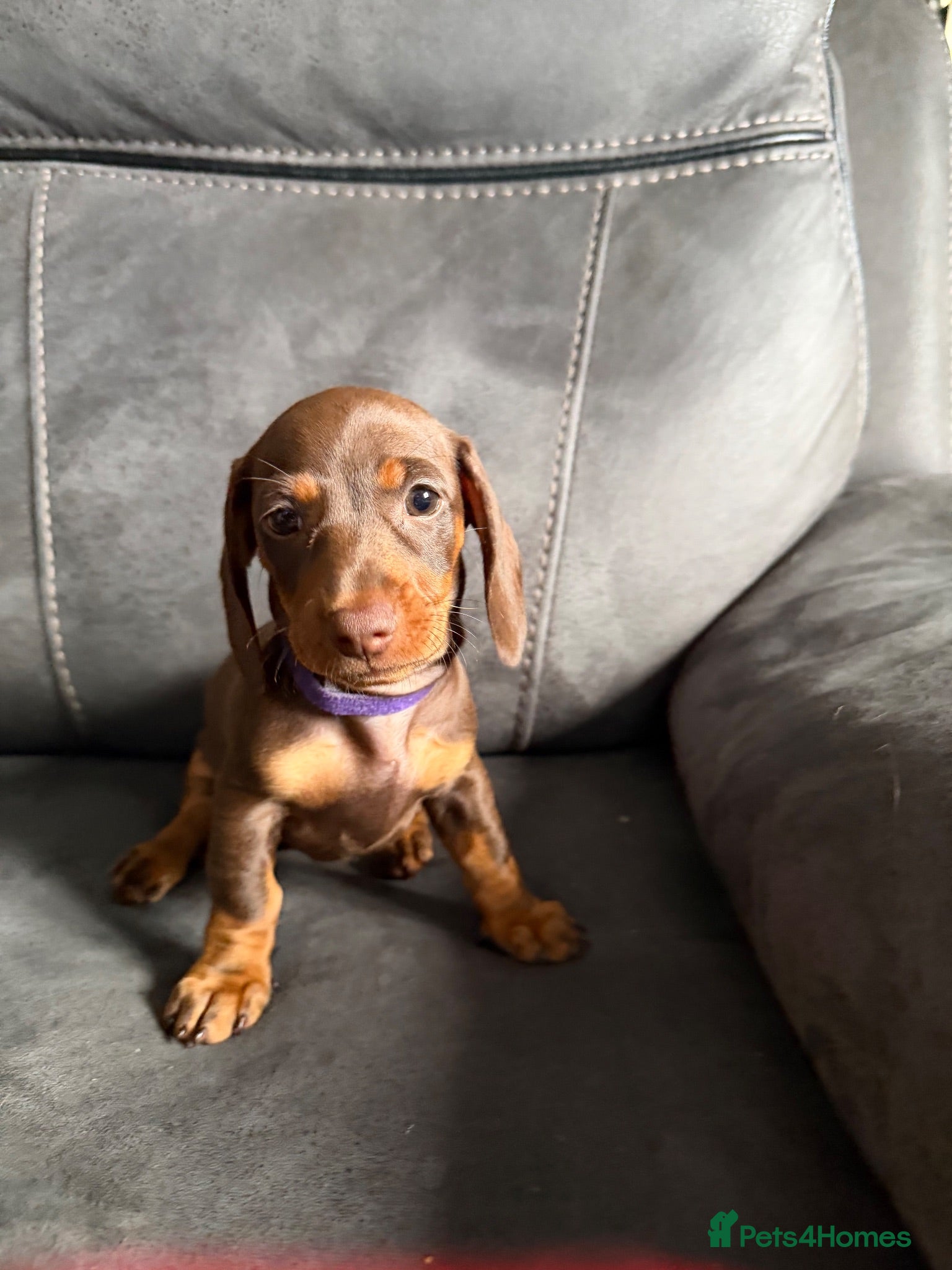 Miniature Dachshund dogs 4 Mini Daxi Puppies ready to leave - Advert 1