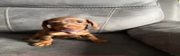 Miniature Dachshund dogs for sale: 3 Mini Daxi Puppies ready to leave - Advert 2