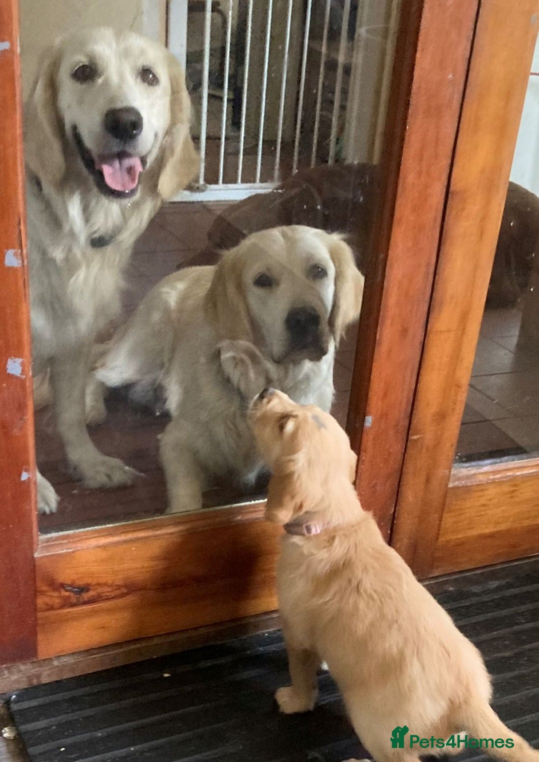Golden Retriever dogs for sale: Gorgeous Girl looking for her 5 Star Retirement - Image 3