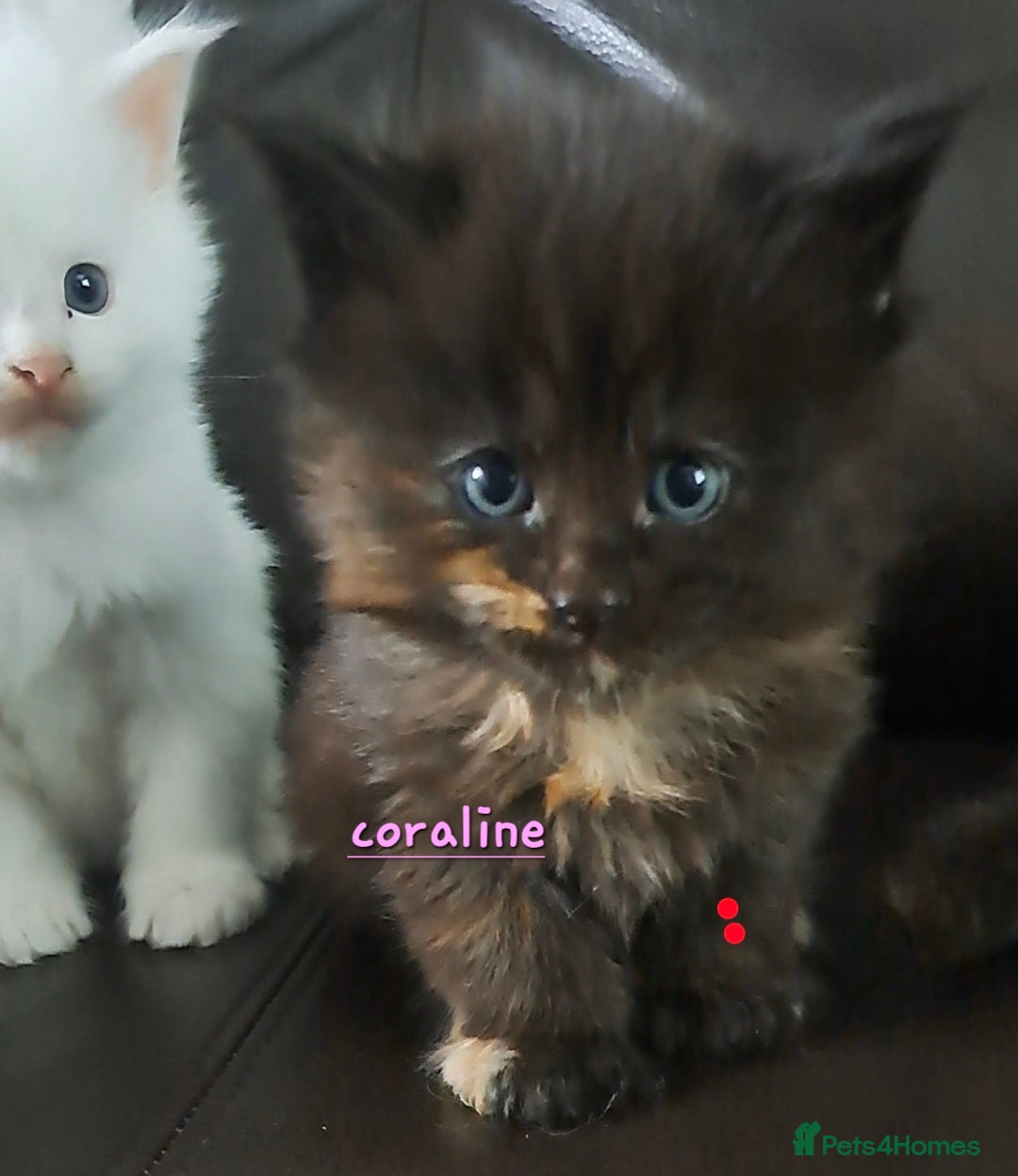Maine Coon cats for sale: Pedigree maine coon kittens - Advert 14